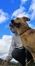 CARLY, Hund, Golden Retriever-Mix in Spanien - Bild 19
