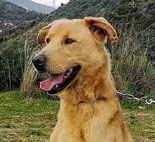 CARLY, Hund, Golden Retriever-Mix in Spanien - Bild 2
