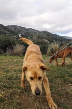 CARLY, Hund, Golden Retriever-Mix in Spanien - Bild 20