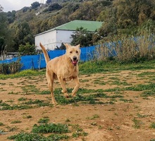 CARLY, Hund, Golden Retriever-Mix in Spanien - Bild 21