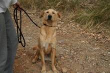 CARLY, Hund, Golden Retriever-Mix in Spanien - Bild 22