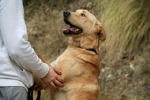 CARLY, Hund, Golden Retriever-Mix in Spanien - Bild 3