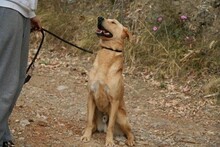 CARLY, Hund, Golden Retriever-Mix in Spanien - Bild 4