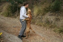 CARLY, Hund, Golden Retriever-Mix in Spanien - Bild 7