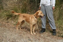 CARLY, Hund, Golden Retriever-Mix in Spanien - Bild 8