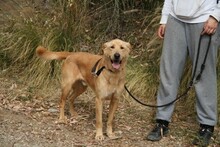 CARLY, Hund, Golden Retriever-Mix in Spanien - Bild 9