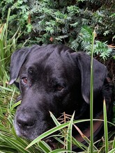 FLOID, Hund, Labrador-Mix in Talheim - Bild 1