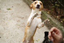 PRINCE, Hund, Mischlingshund in Coppenbrügge - Bild 15