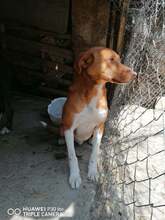 BRANDON, Hund, Mischlingshund in Bulgarien - Bild 2