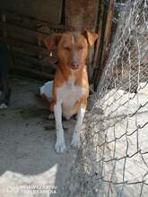 BRANDON, Hund, Mischlingshund in Bulgarien - Bild 3
