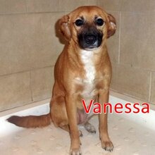 VANESSA, Hund, Mischlingshund in Bulgarien - Bild 1