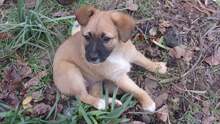 VANESSA, Hund, Mischlingshund in Bulgarien - Bild 3