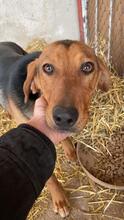 LOU, Hund, Mischlingshund in Bulgarien - Bild 1