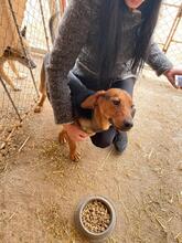 LOU, Hund, Mischlingshund in Bulgarien - Bild 2
