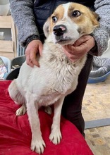 MARTY, Hund, Mischlingshund in Rumänien - Bild 13