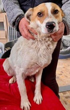 MARTY, Hund, Mischlingshund in Rumänien - Bild 15