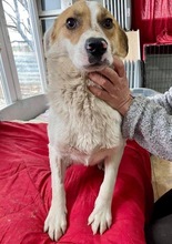 MARTY, Hund, Mischlingshund in Rumänien - Bild 2
