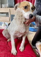 MARTY, Hund, Mischlingshund in Rumänien - Bild 26