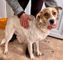 MARTY, Hund, Mischlingshund in Rumänien - Bild 4