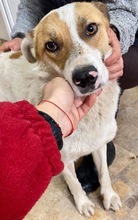MARTY, Hund, Mischlingshund in Rumänien - Bild 7