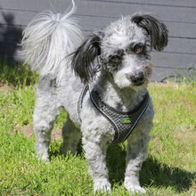 GOTTLIEB, Hund, Mischlingshund in Lauf - Bild 1