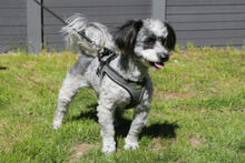 GOTTLIEB, Hund, Mischlingshund in Lauf - Bild 11