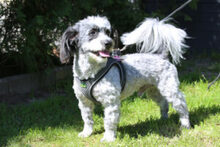 GOTTLIEB, Hund, Mischlingshund in Lauf - Bild 13