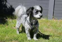 GOTTLIEB, Hund, Mischlingshund in Lauf - Bild 14