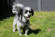 GOTTLIEB, Hund, Mischlingshund in Lauf - Bild 15