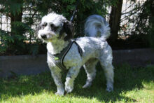 GOTTLIEB, Hund, Mischlingshund in Lauf - Bild 16