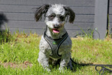 GOTTLIEB, Hund, Mischlingshund in Lauf - Bild 3