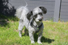 GOTTLIEB, Hund, Mischlingshund in Lauf - Bild 4