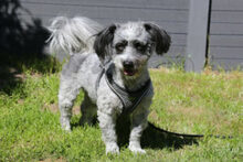 GOTTLIEB, Hund, Mischlingshund in Lauf - Bild 5