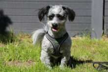 GOTTLIEB, Hund, Mischlingshund in Lauf - Bild 6