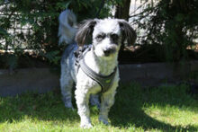 GOTTLIEB, Hund, Mischlingshund in Lauf - Bild 8