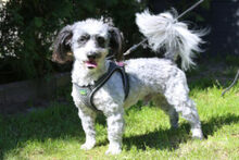 GOTTLIEB, Hund, Mischlingshund in Lauf - Bild 9