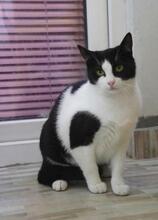 NANCY, Katze, Europäisch Kurzhaar in Bulgarien - Bild 2