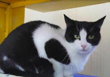 NANCY, Katze, Europäisch Kurzhaar in Bulgarien - Bild 3