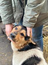 MEVERICK, Hund, Mischlingshund in Rumänien - Bild 1