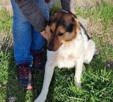 MEVERICK, Hund, Mischlingshund in Rumänien - Bild 2