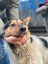 MEVERICK, Hund, Mischlingshund in Rumänien - Bild 4