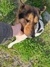 MEVERICK, Hund, Mischlingshund in Rumänien - Bild 6
