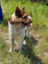 MEVERICK, Hund, Mischlingshund in Rumänien - Bild 7