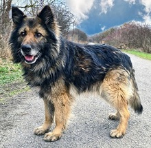 AMADEUS, Hund, Deutscher Schäferhund in Slowakische Republik - Bild 1