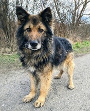 AMADEUS, Hund, Deutscher Schäferhund in Slowakische Republik - Bild 2