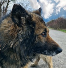AMADEUS, Hund, Deutscher Schäferhund in Slowakische Republik - Bild 3