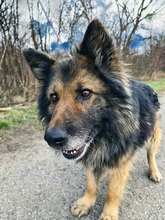 AMADEUS, Hund, Deutscher Schäferhund in Slowakische Republik - Bild 4