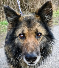 AMADEUS, Hund, Deutscher Schäferhund in Slowakische Republik - Bild 5