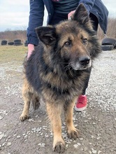 AMADEUS, Hund, Deutscher Schäferhund in Slowakische Republik - Bild 6