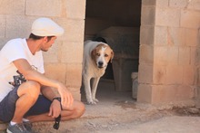 GROUCHO, Hund, Mastin Español-Bernhardiner-Mix in Spanien - Bild 15